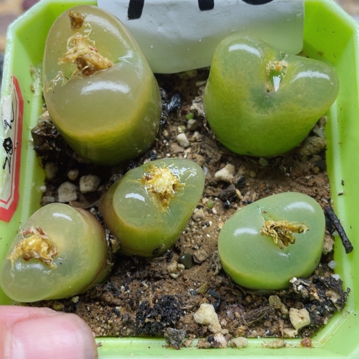 716双头母本毛带盆