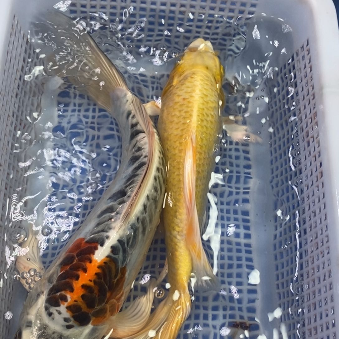 锦鲤冷水锦鲤包邮