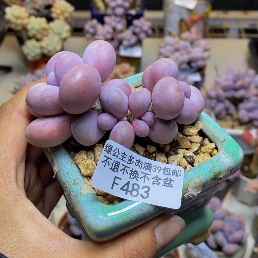 483芭比奶多肉7c m