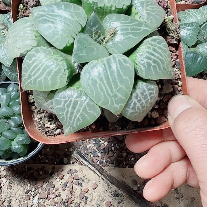 栽好种好水晶康平多肉植物66666