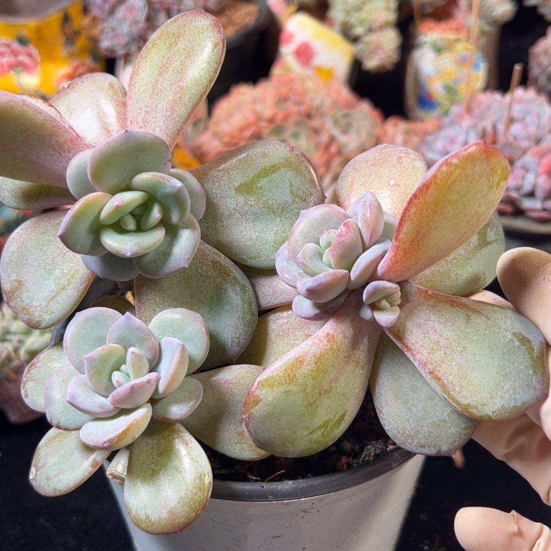 新年快乐 新年快乐