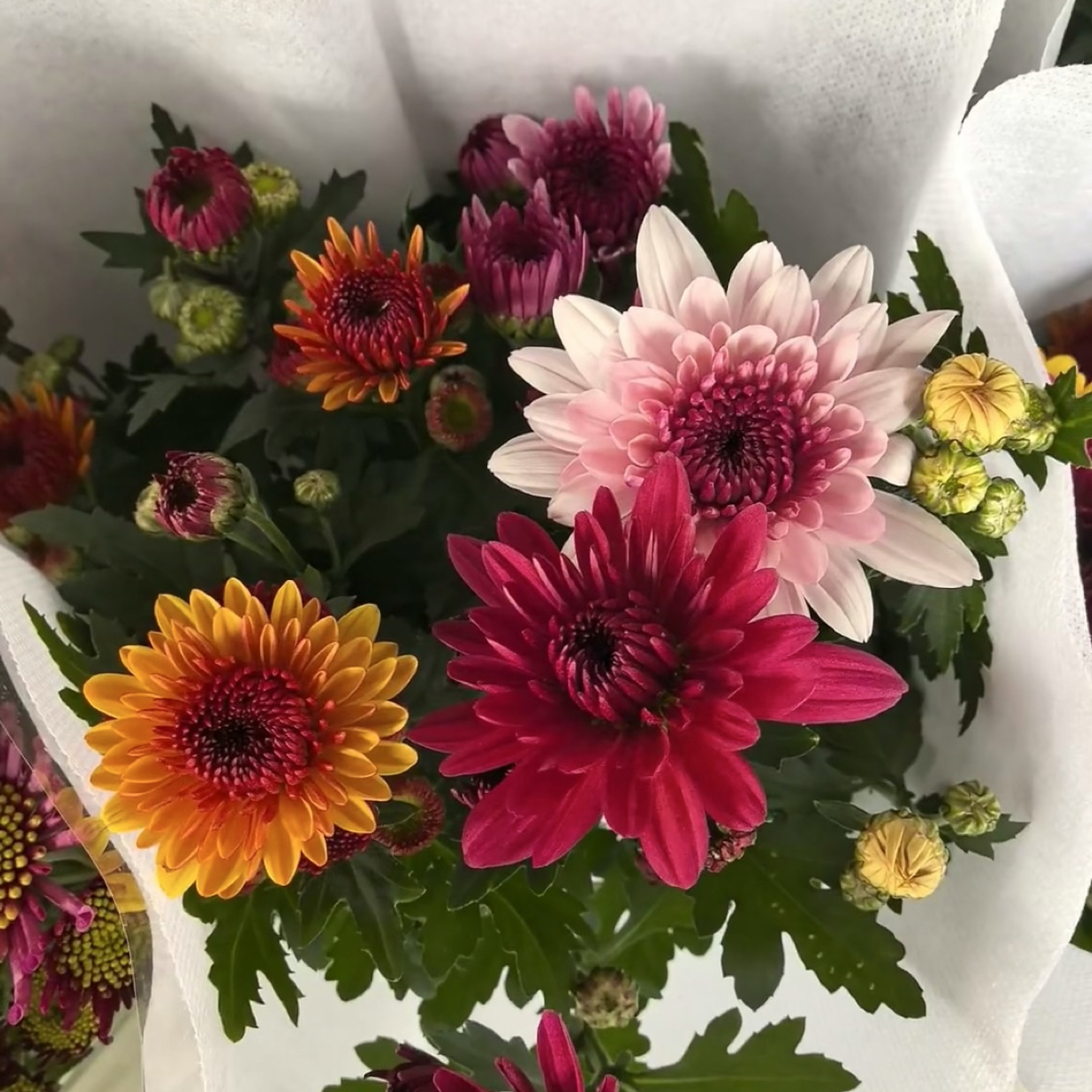 【小胖】 【混色】荷兰菊冻伤不售后