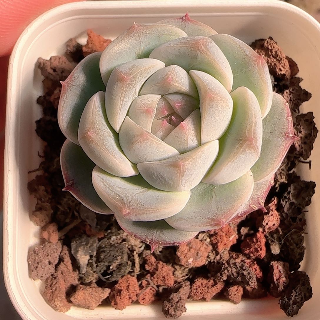 多肉1125-206福利