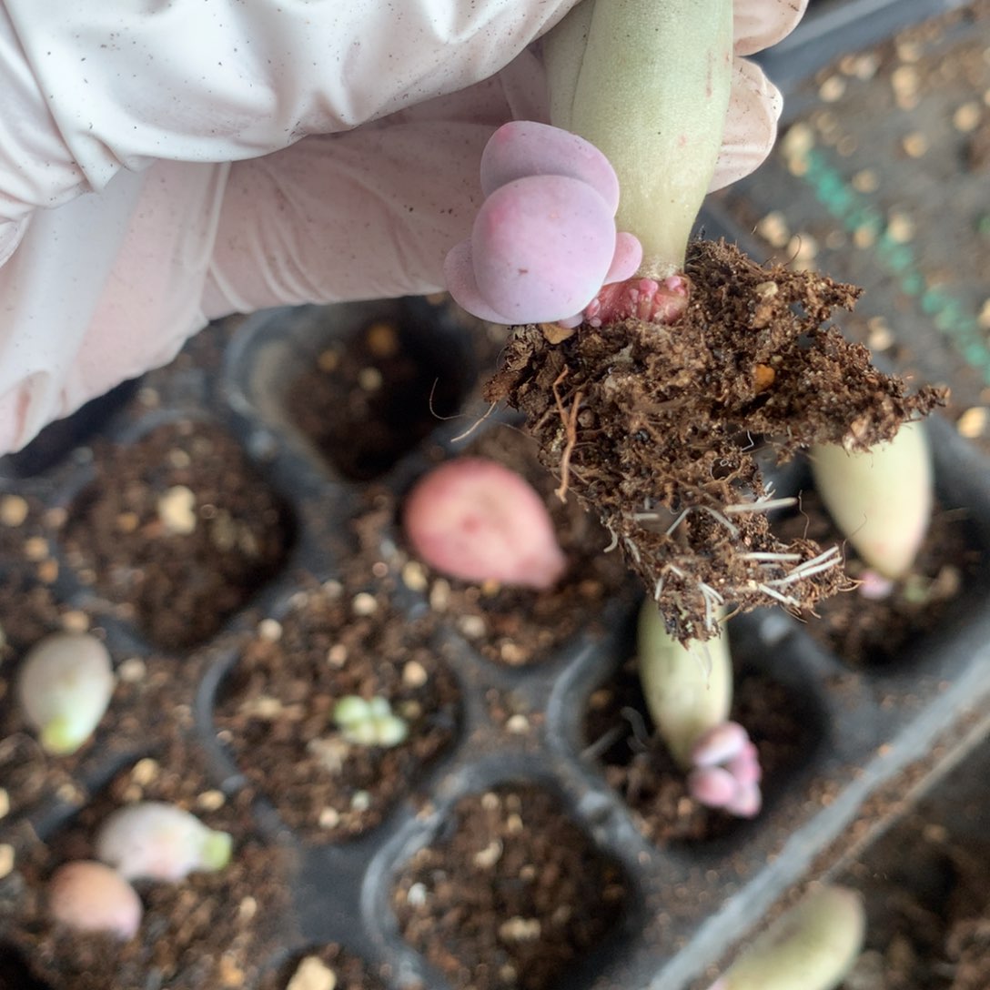 米可奶酪多肉米可奶