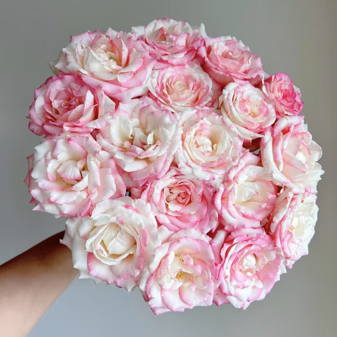 20枝霓裳单头玫瑰 (两单发顺丰或京东快递) 云南家用鲜花