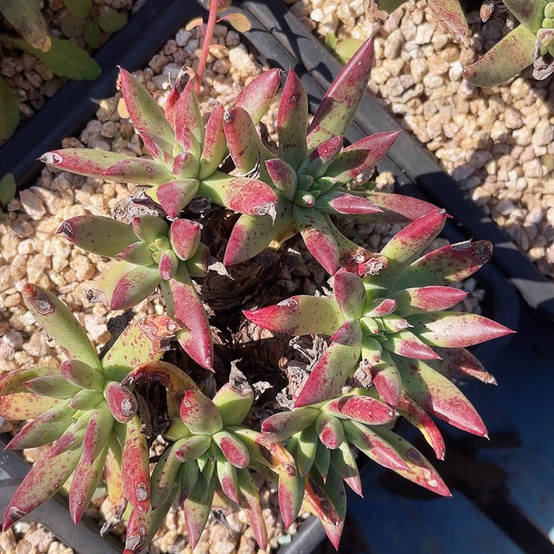 绿拇指杂交多头10176