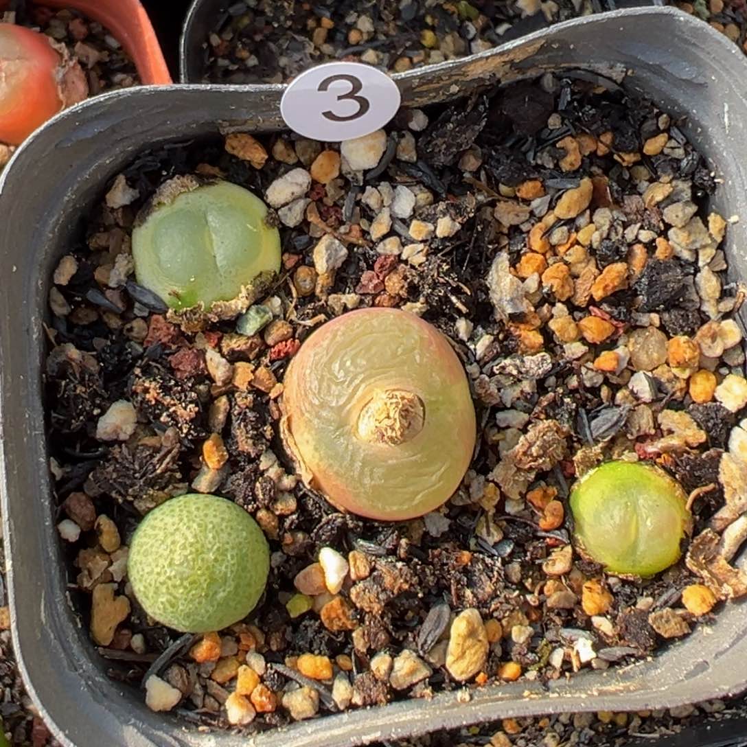 多肉植物111111111111