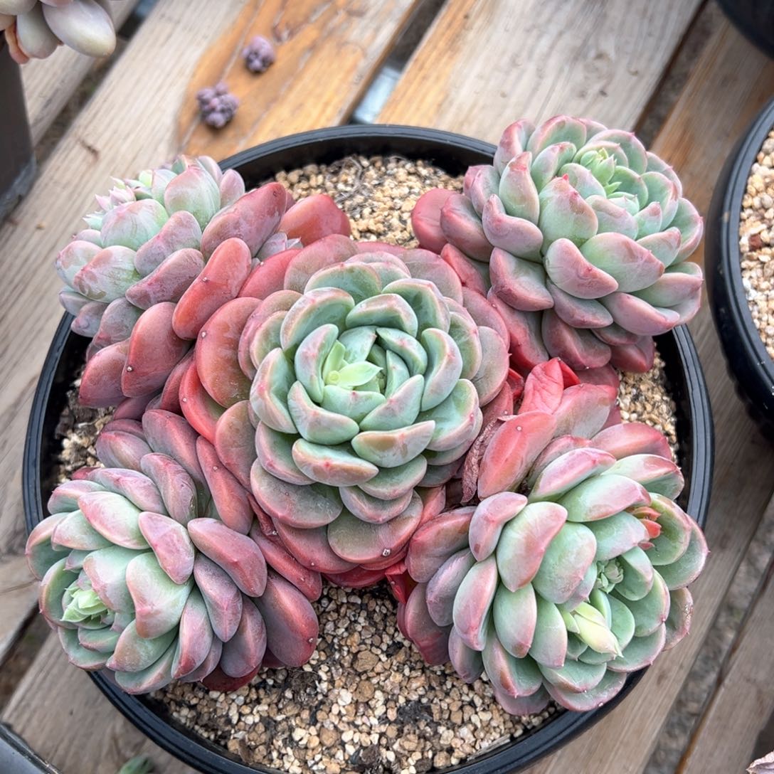 韩系新品暗纹系多肉