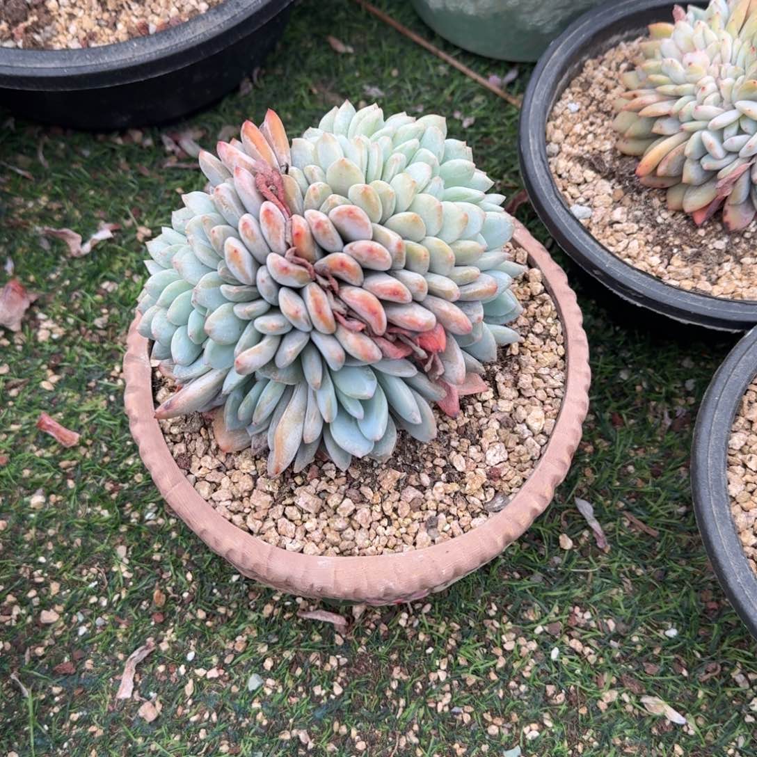 三胸花盘龙缀呀呀呀呀