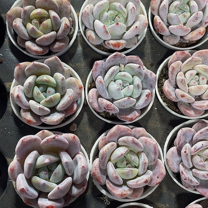 雪茶2.8带盆土发货