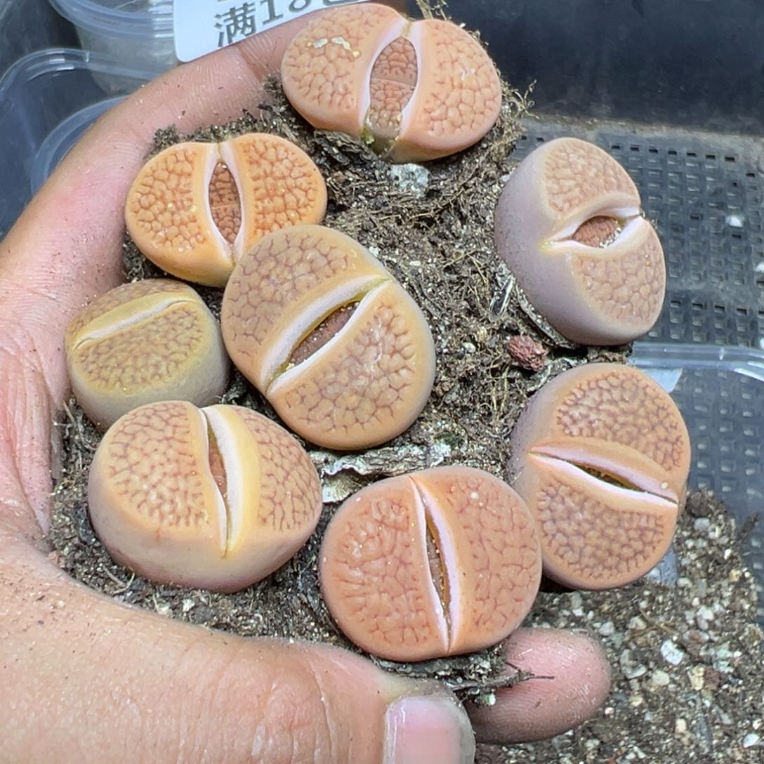 【闪购商品】 908。   