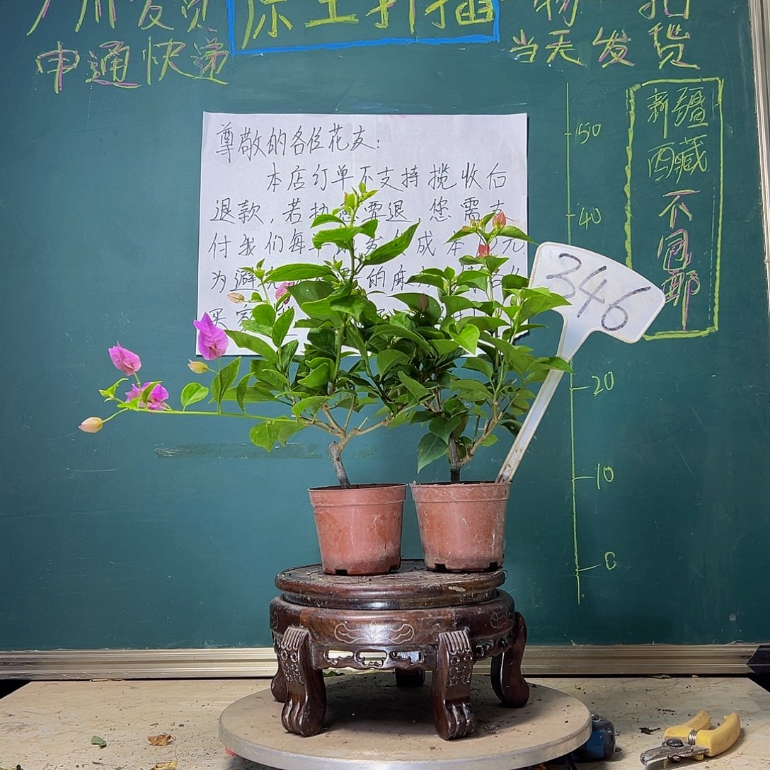 当前无花栽培后可以开花巴西紫掌中宝 绿叶水晶掌中宝346