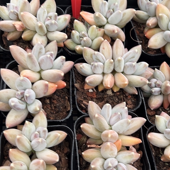 双头     松果美人