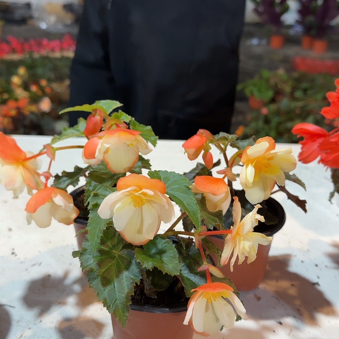 90杯白桃3颗，掉花折叶正常，介意勿拍，不拍保温冻死不售后