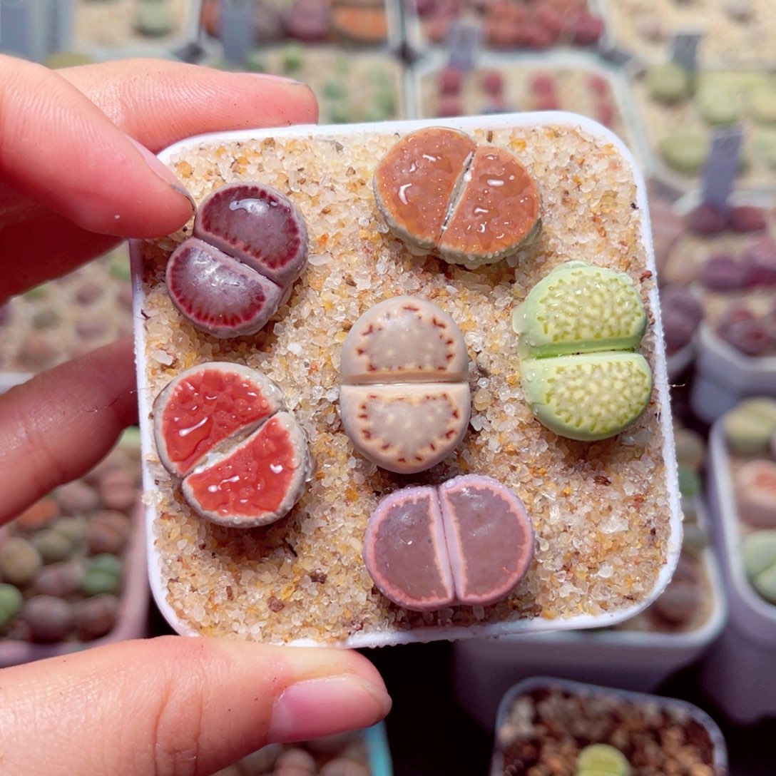 233号带盆包邮发货