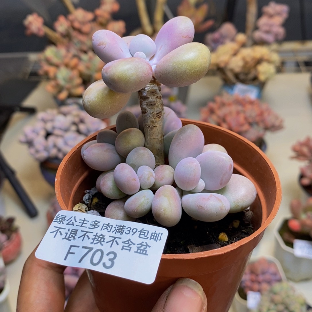 703腰子桃蛋多肉7cm