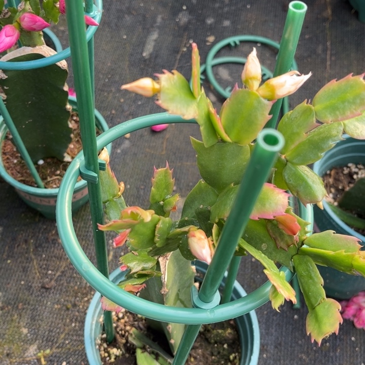 四***季56号038粉色重瓣，