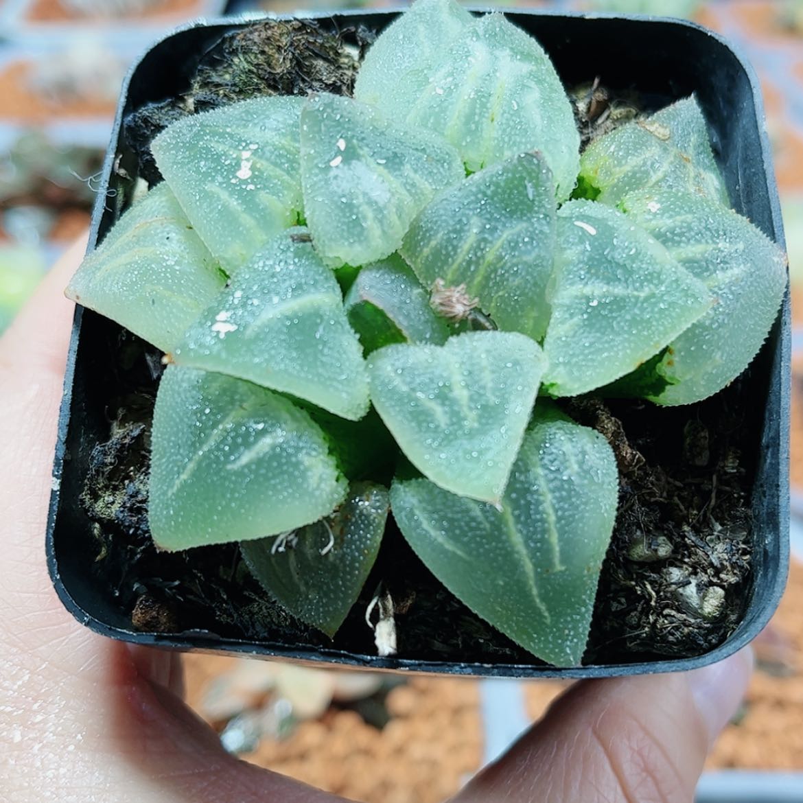 【闪购商品】翠贝寿
