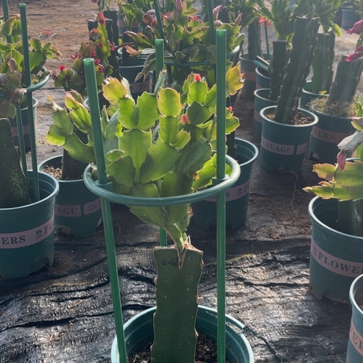 家***金2号道恩000000000000