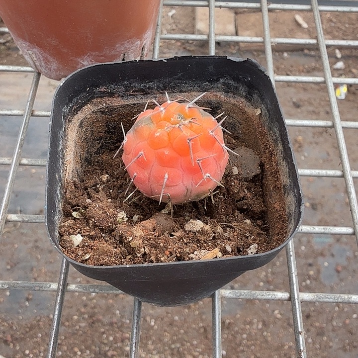 梦***夕实生怪龙丸锦2仙人球