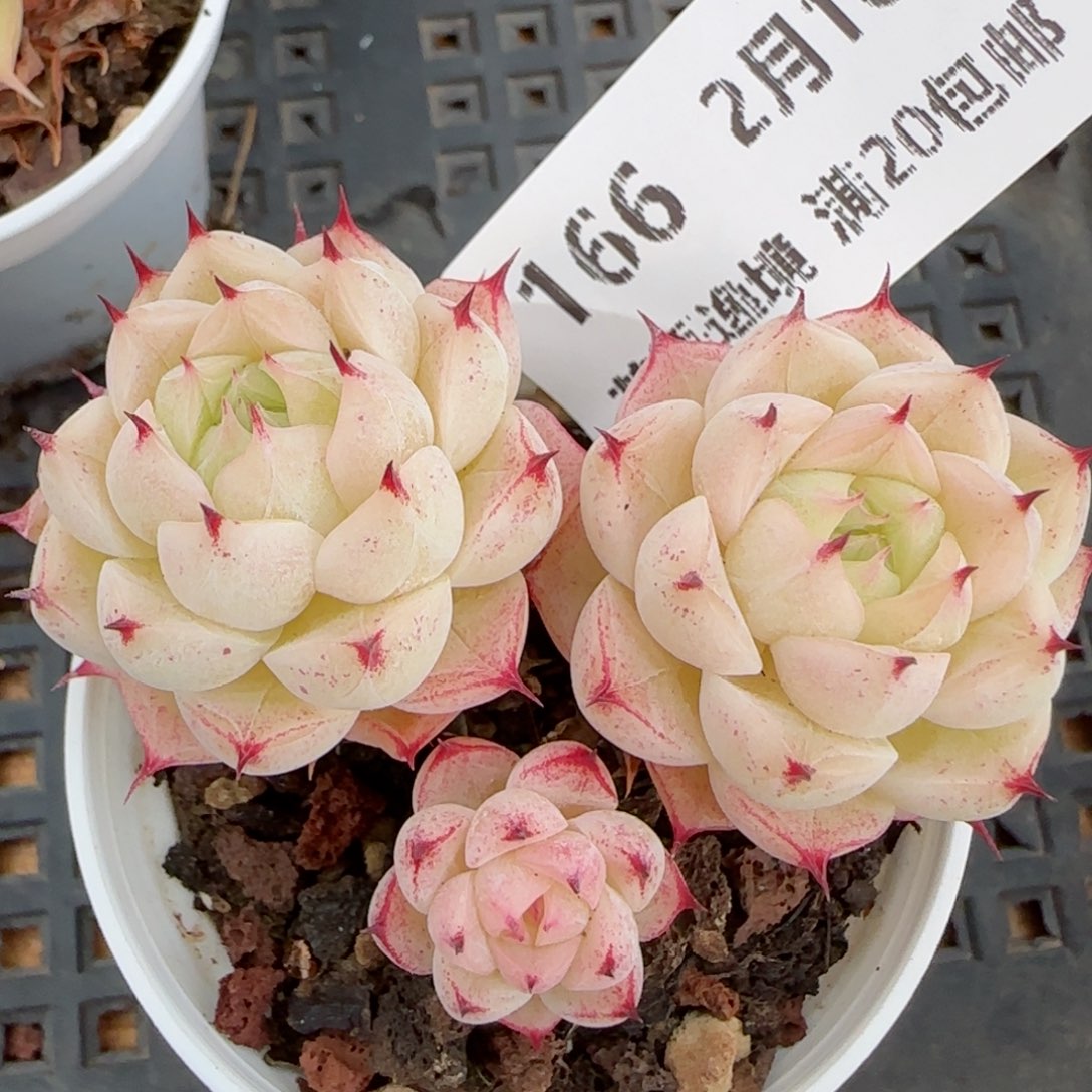 花语逸境0216-166有伤