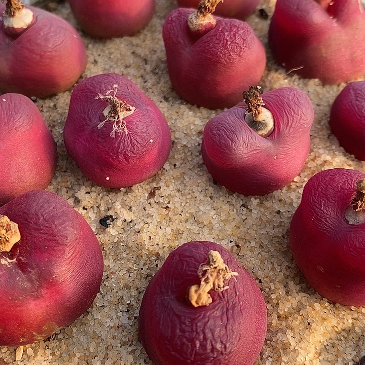 3039母本大红蟠桃一组 