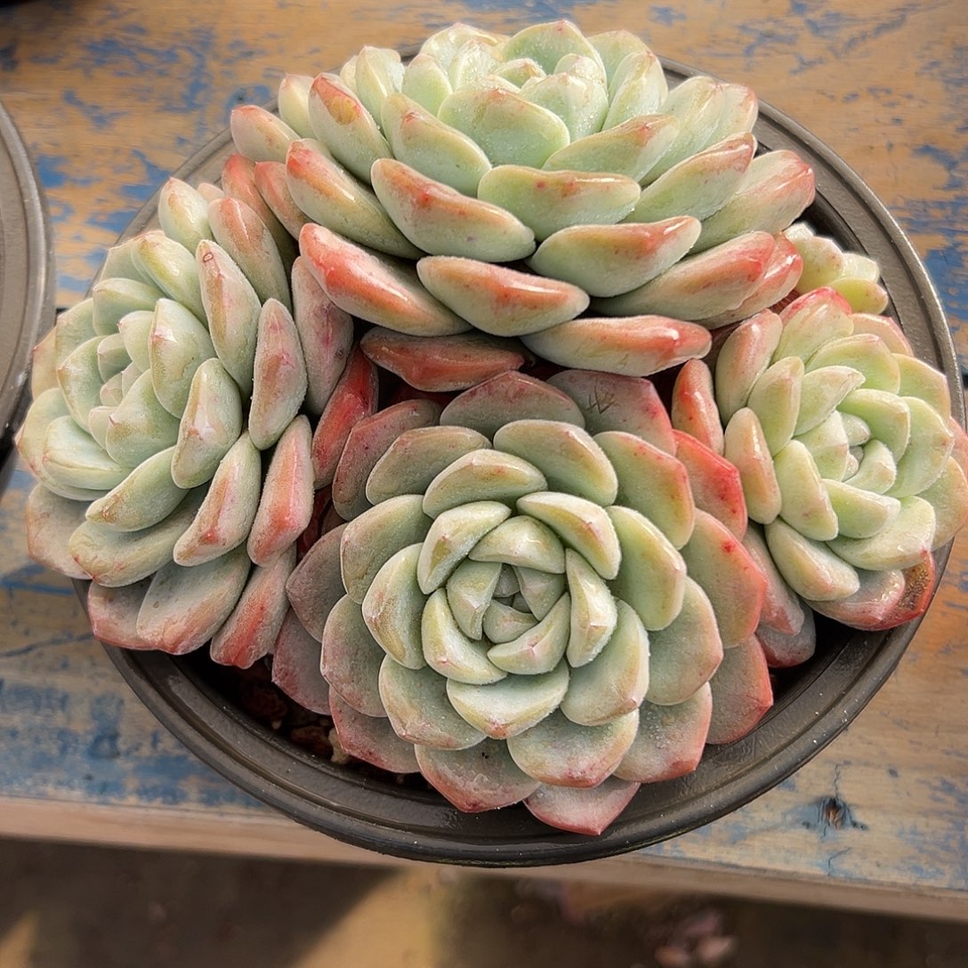 冰玉多肉植物一物一拍