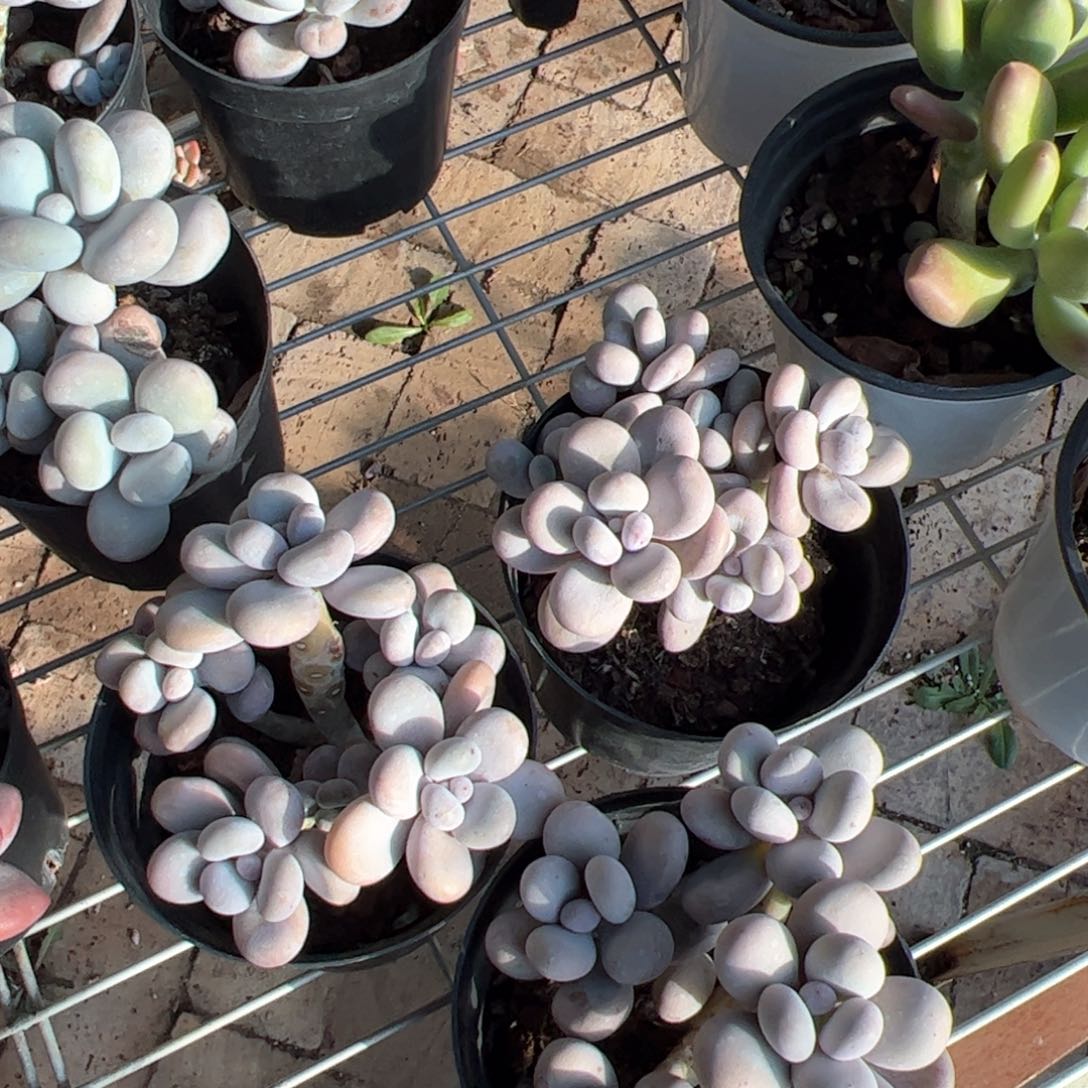 新疆包邮 奶酪群