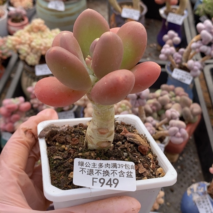 金蝉单头949多肉植物