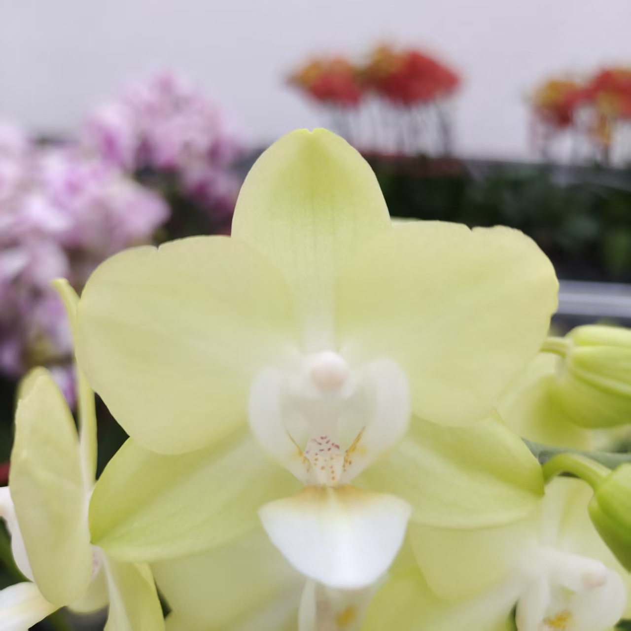 蝴蝶兰【3.0寸薄荷糖】 小花型 绿色系桌面款  清新淡雅 客厅美观 