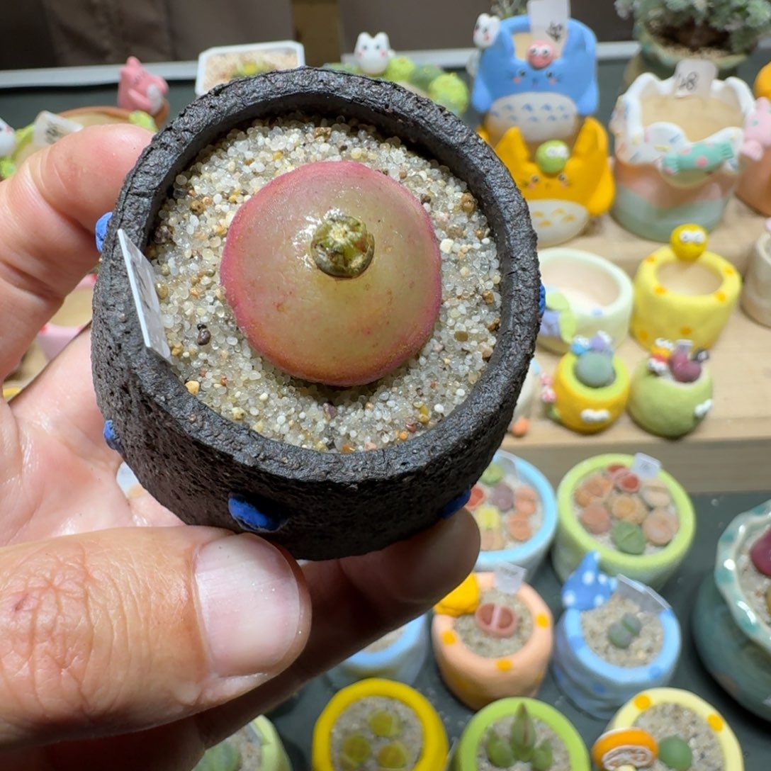 红陶蘑菇553灯泡