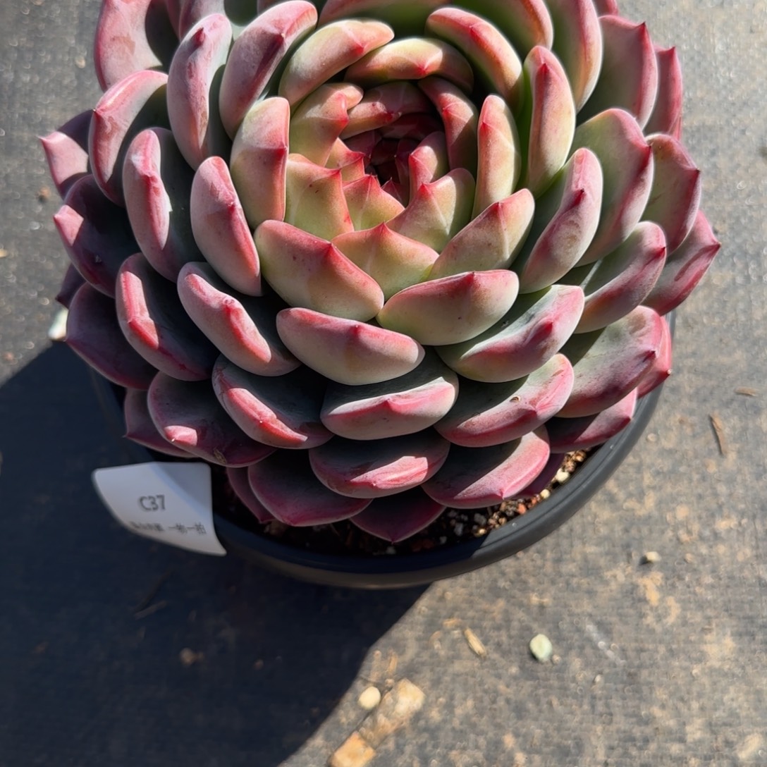 嗯***哼C37母本红鸾       