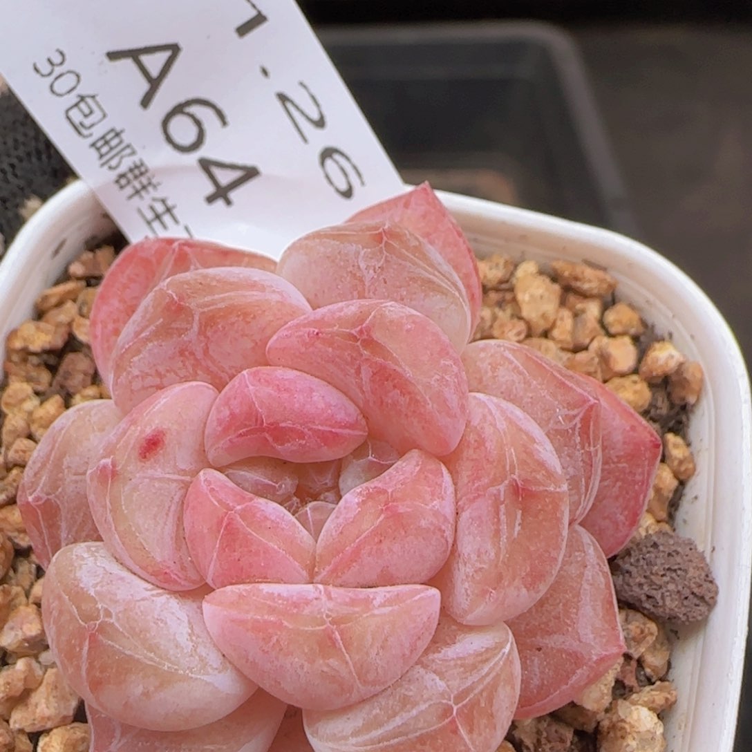 秘境冰魄单头一颗脱土 