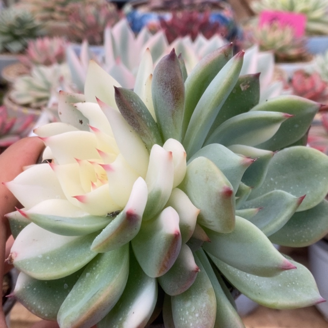 039锦锦锦锦锦锦锦锦锦