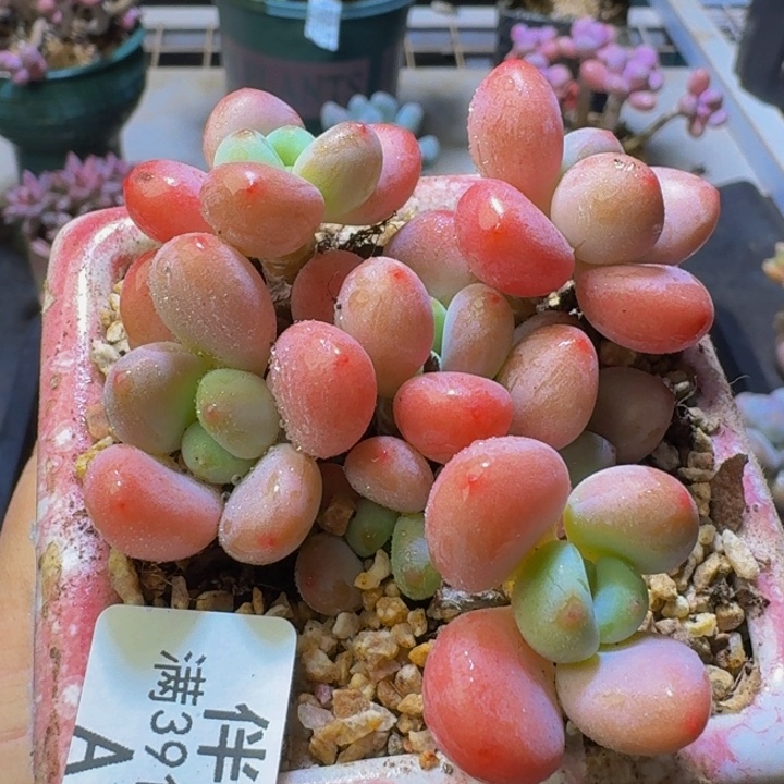 024 橘子香水洛8 厘米