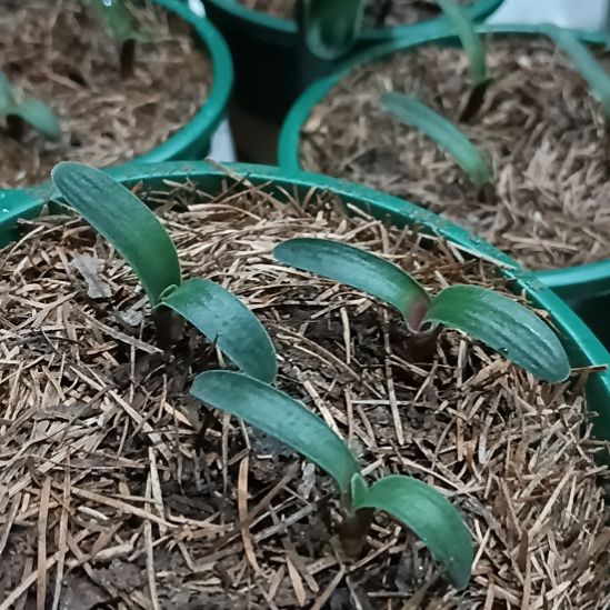 无花朵君子兰小苗君子兰小苗君子兰小苗君