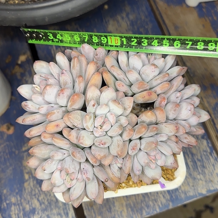 桃白拉213 多肉植物一物一拍