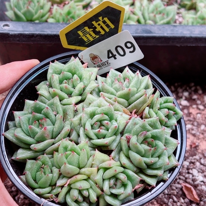 多肉植物多肉植物