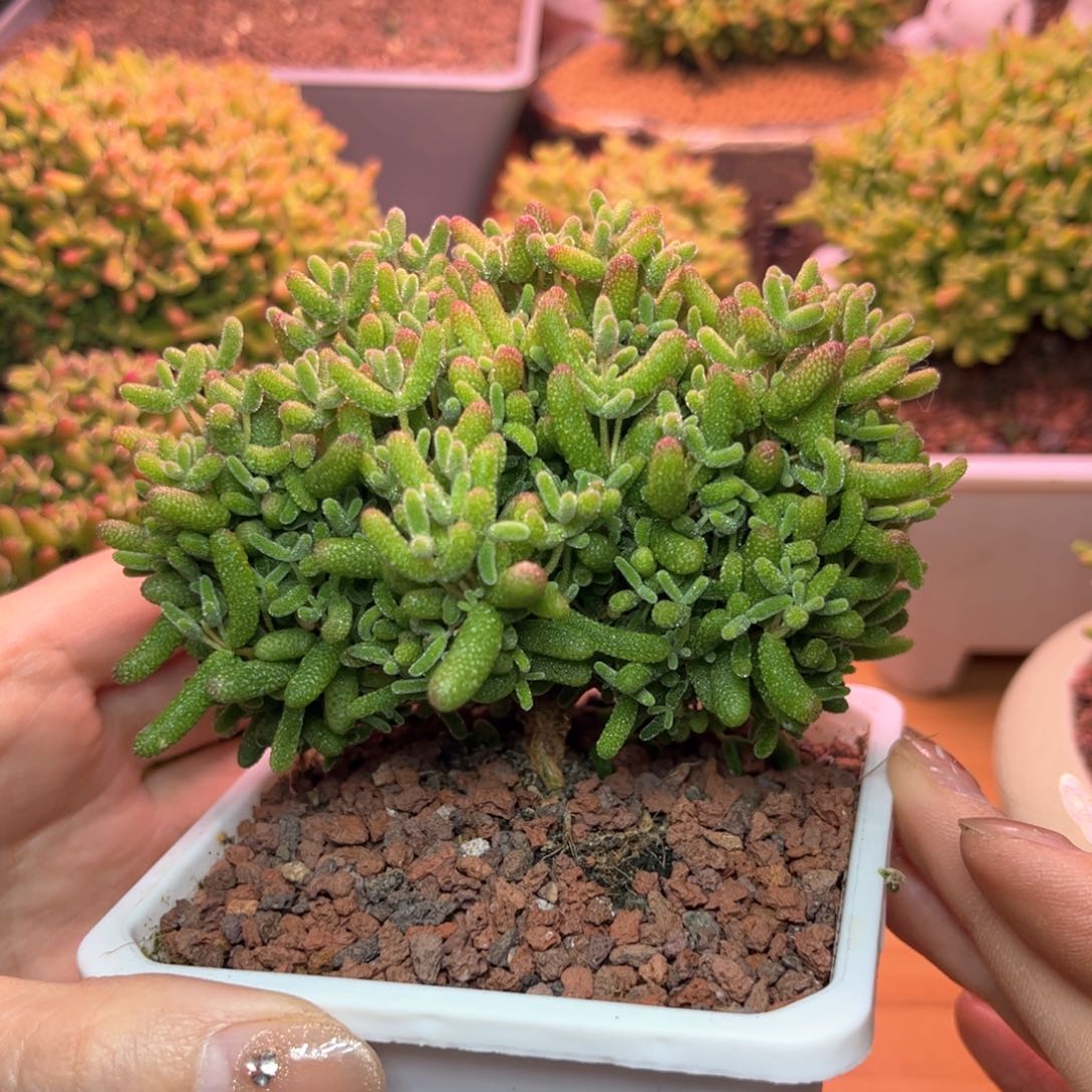 138蜜桔可爱多肉植物