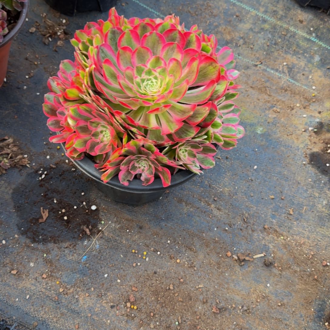 7778多肉法师锦111