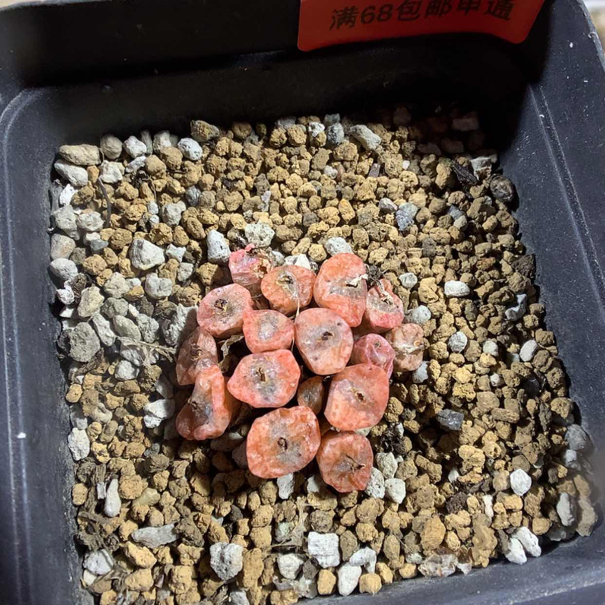 【闪购商品】3-17-29 红珊瑚 22