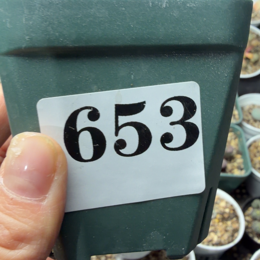 。***。皮卡丘一盆653号精品