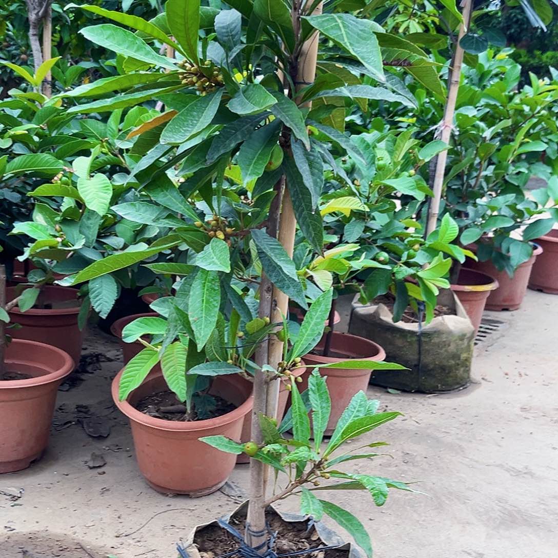 琵***语无花朵8888888888888888