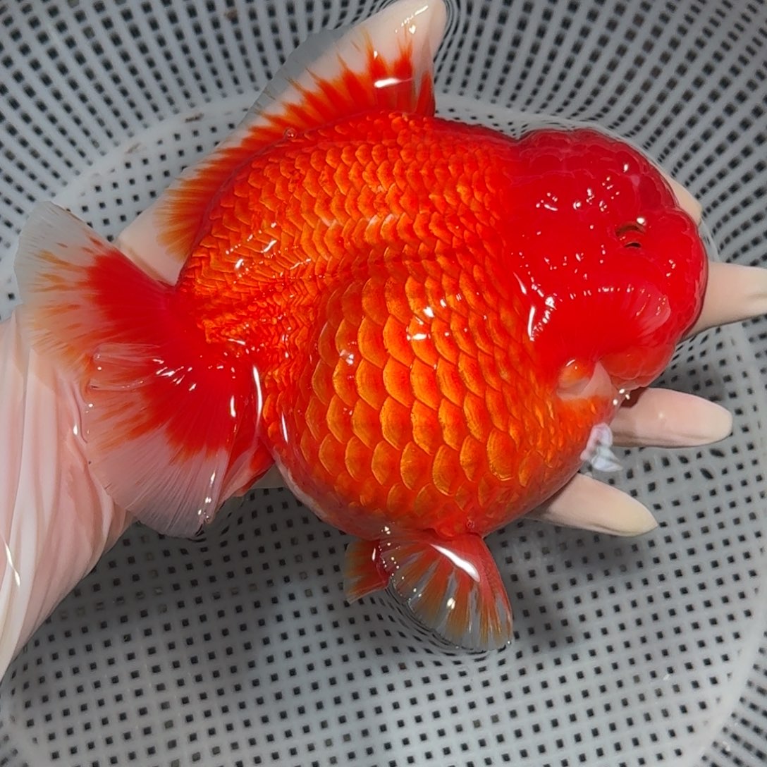 金鱼精品高货短尾将军狮