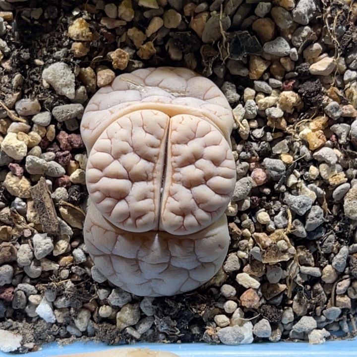 2866荒c1891尺寸2.5