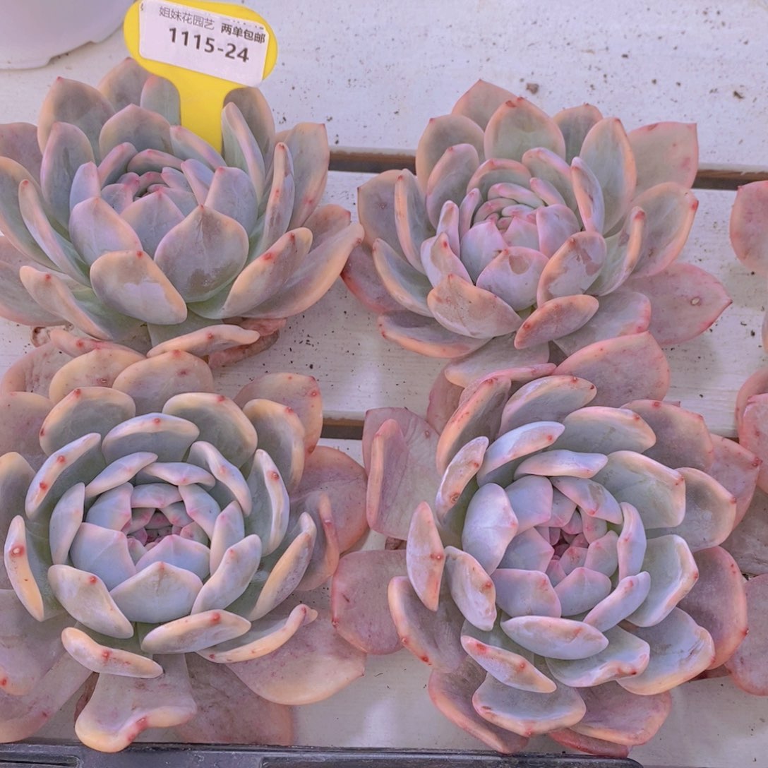 1115-24-精品大宽叶母本梦露锦单头一个