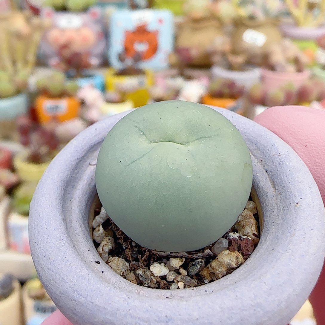 可爱鸽子蛋 盆口2.5cm
