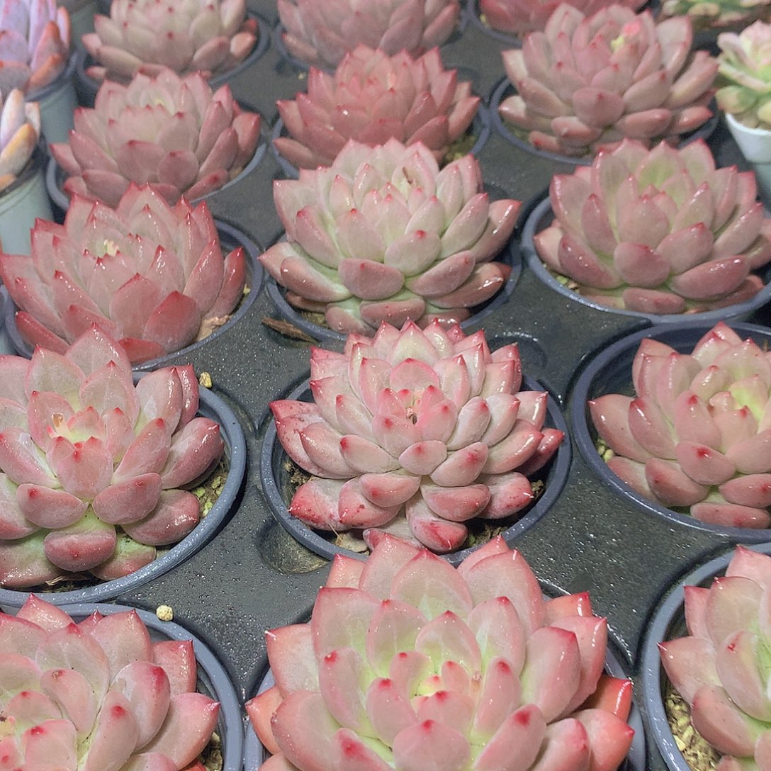 赫本鲁斯32456775左右889