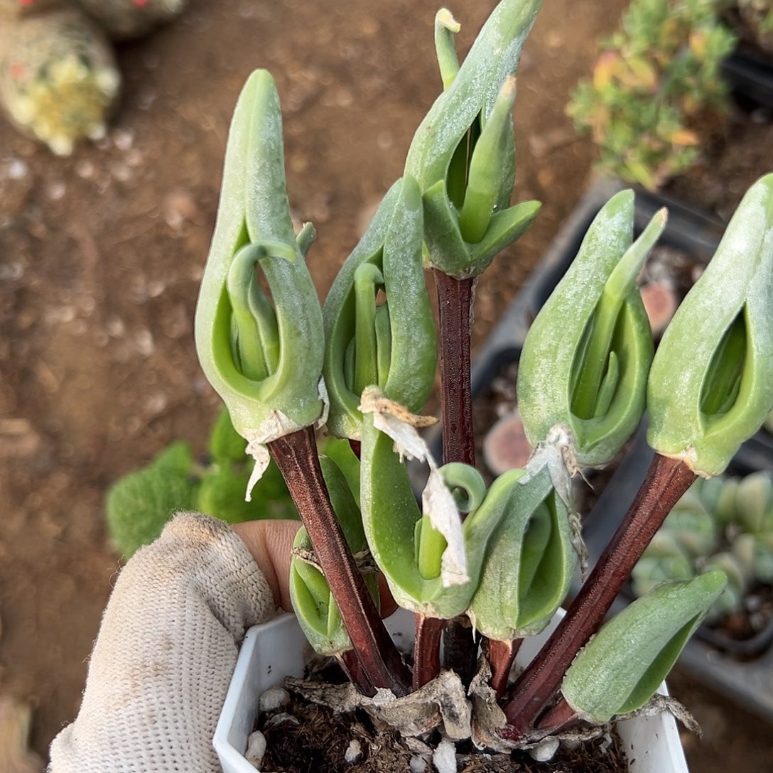 球磨机咯哦呃呃呃呃呃呃