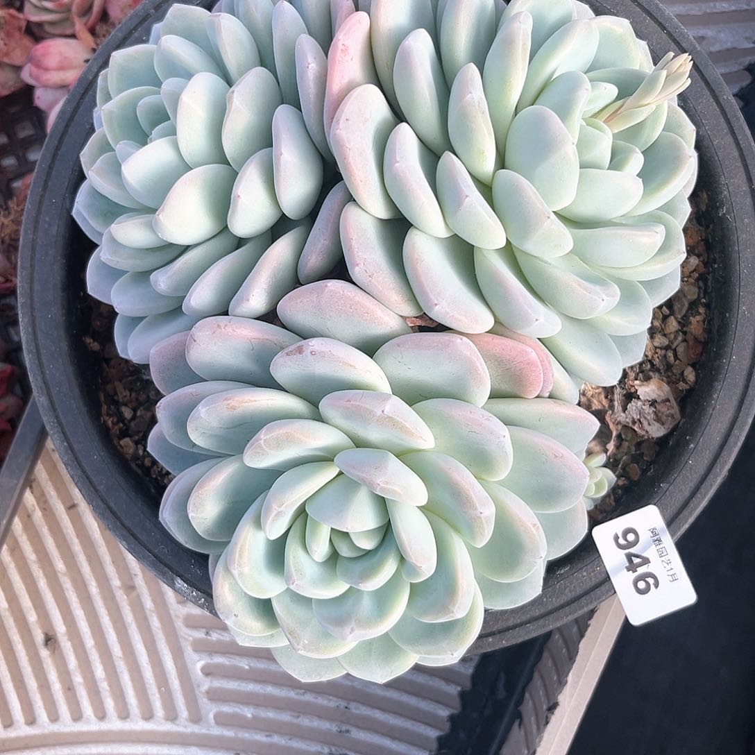 阿雅园艺。            946